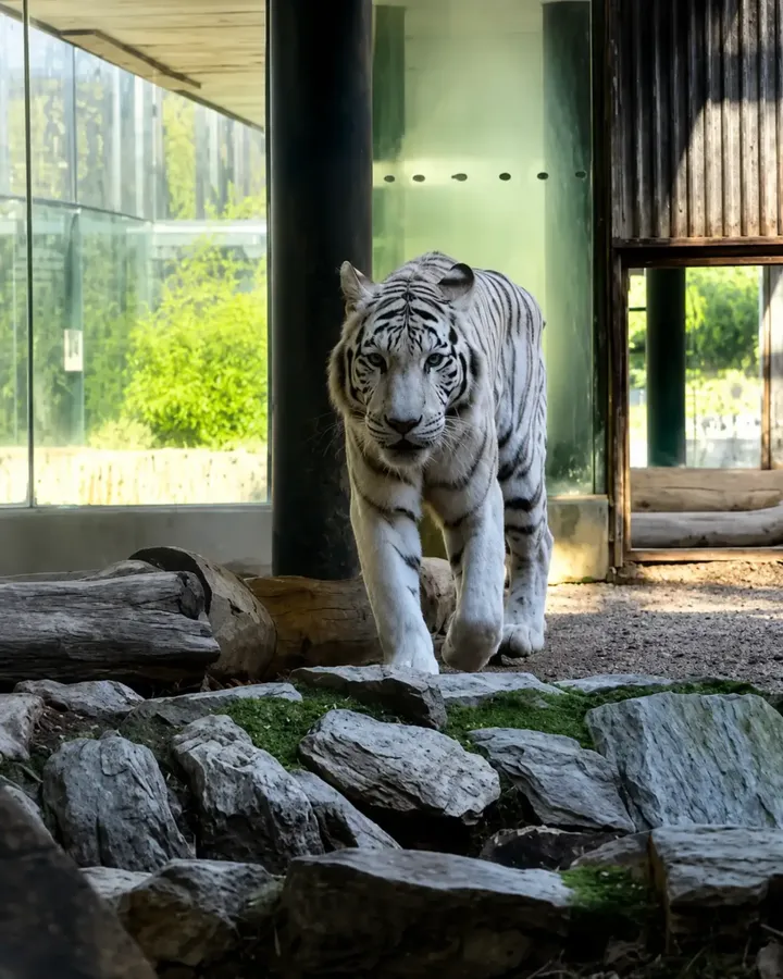 Výběh se zvířaty v liberecké zoologické zahrady